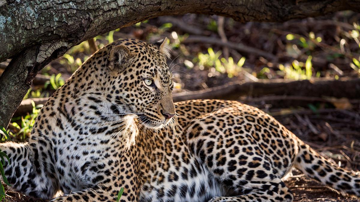 big cat tales - afrikas raubkatzen