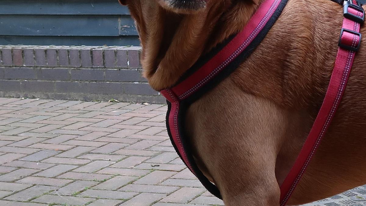 der super-doc - einsatz für 4 pfoten