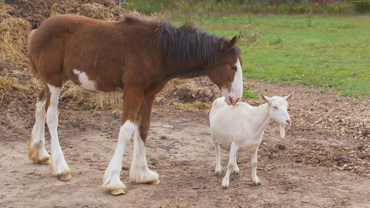 tierische freundschaften