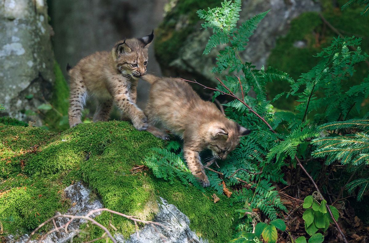 Der wilde Wald - Natur Natur sein lassen der wilde wald - natur natur sein lassen