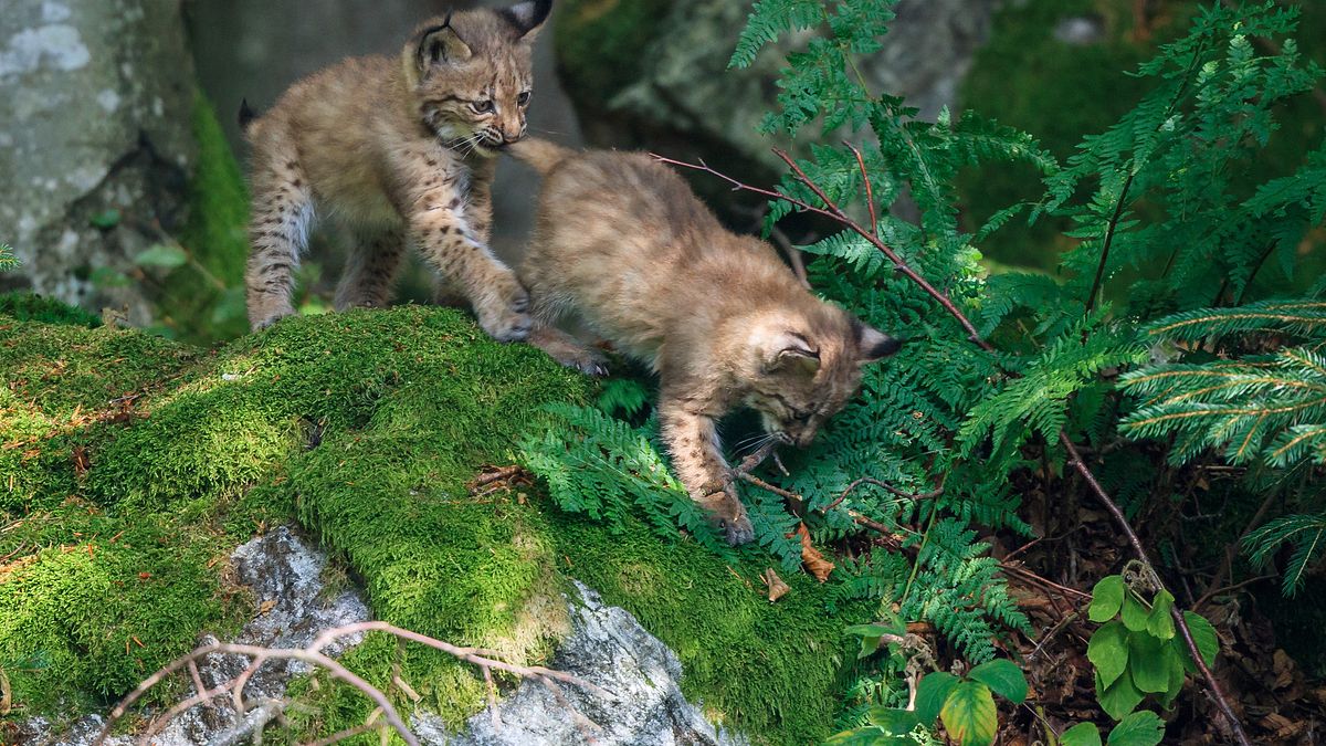 der wilde wald - natur natur sein lassen