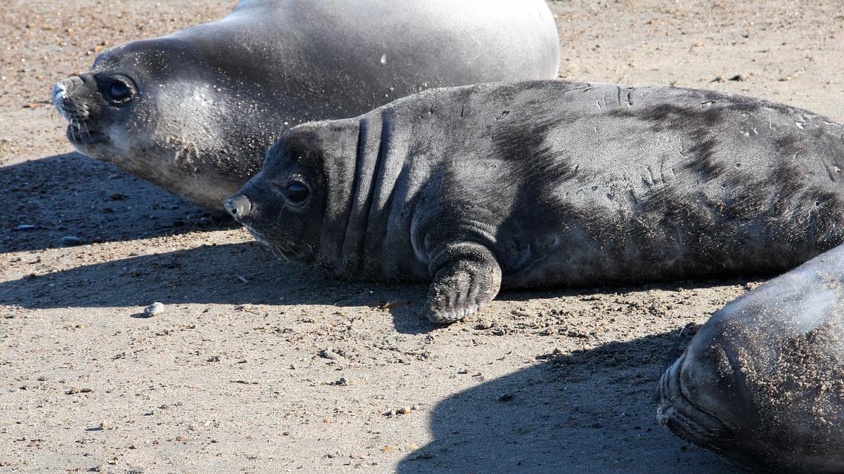 tierisch verliebt