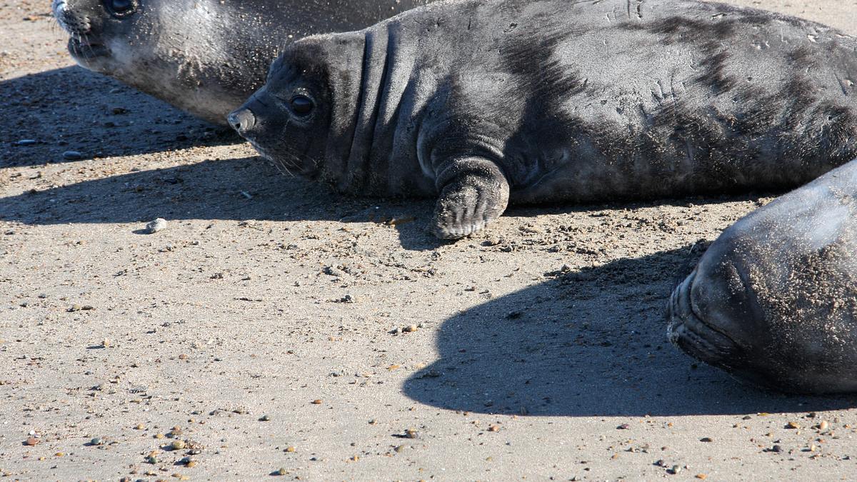 tierisch verliebt