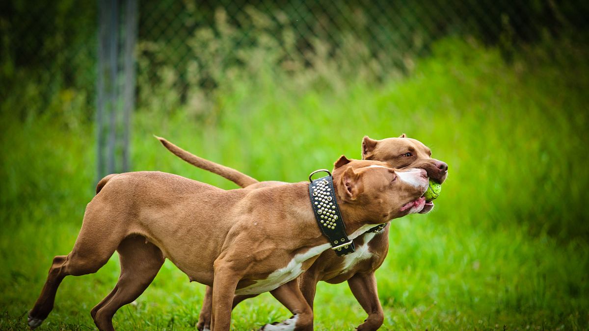 pitbulls auf bewährung