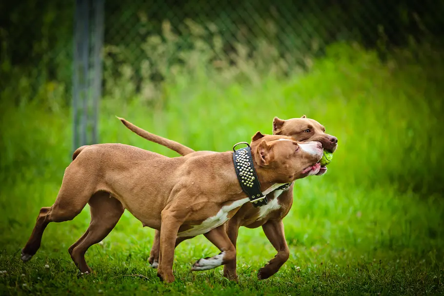 Pitbulls auf Bewährung pitbulls auf bewährung