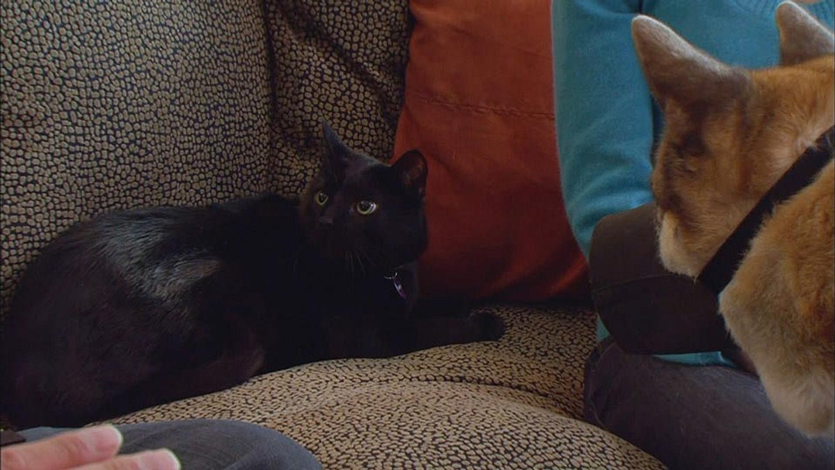 Der Katzenflüsterer der katzenflüsterer