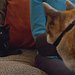 Der Katzenflüsterer Thumbnail