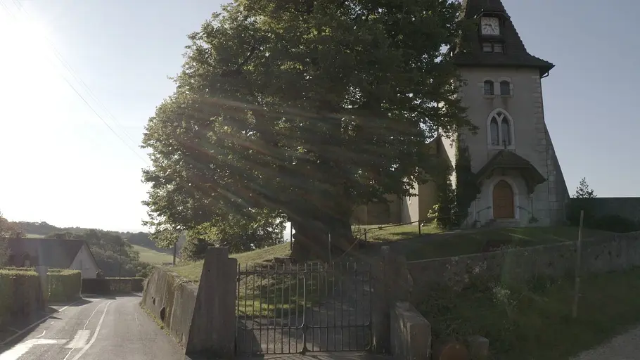 Die magische Welt der Bäume die magische welt der bäume