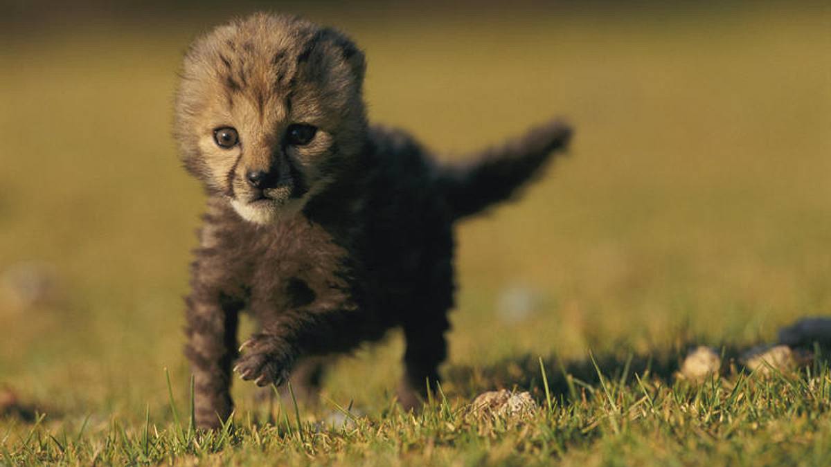born wild