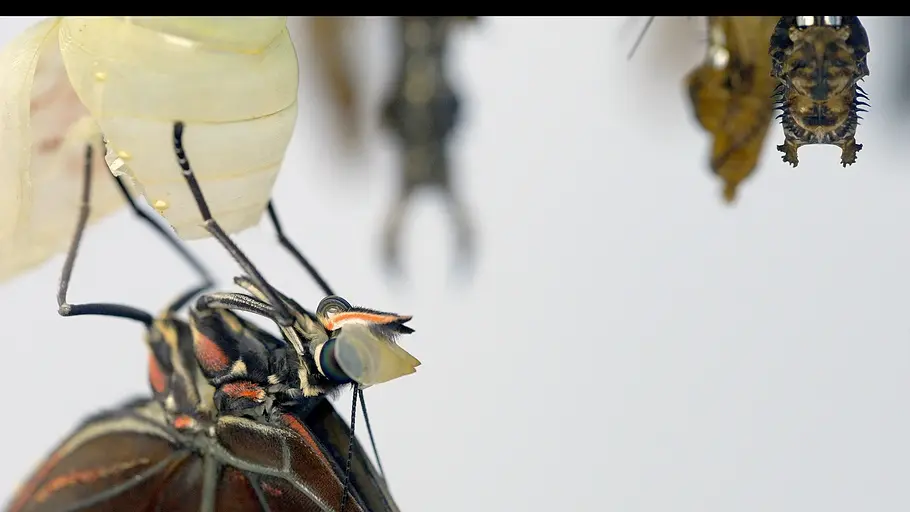 schmetterlinge!!! - superhelden der natur