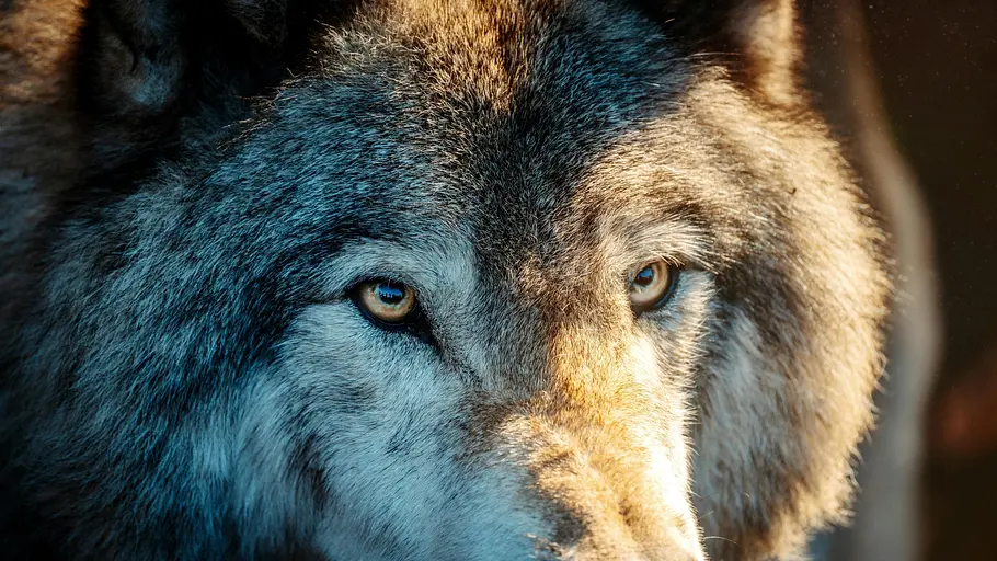 Tierische Superhelden tierische superhelden