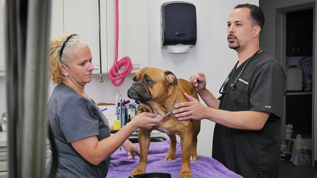 die tierärzte von houston