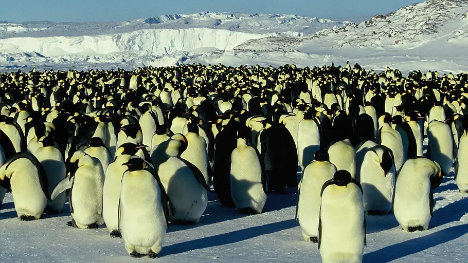 Die Reise der Pinguine die reise der pinguine