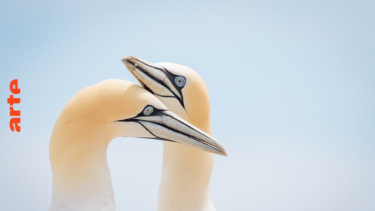 vögel