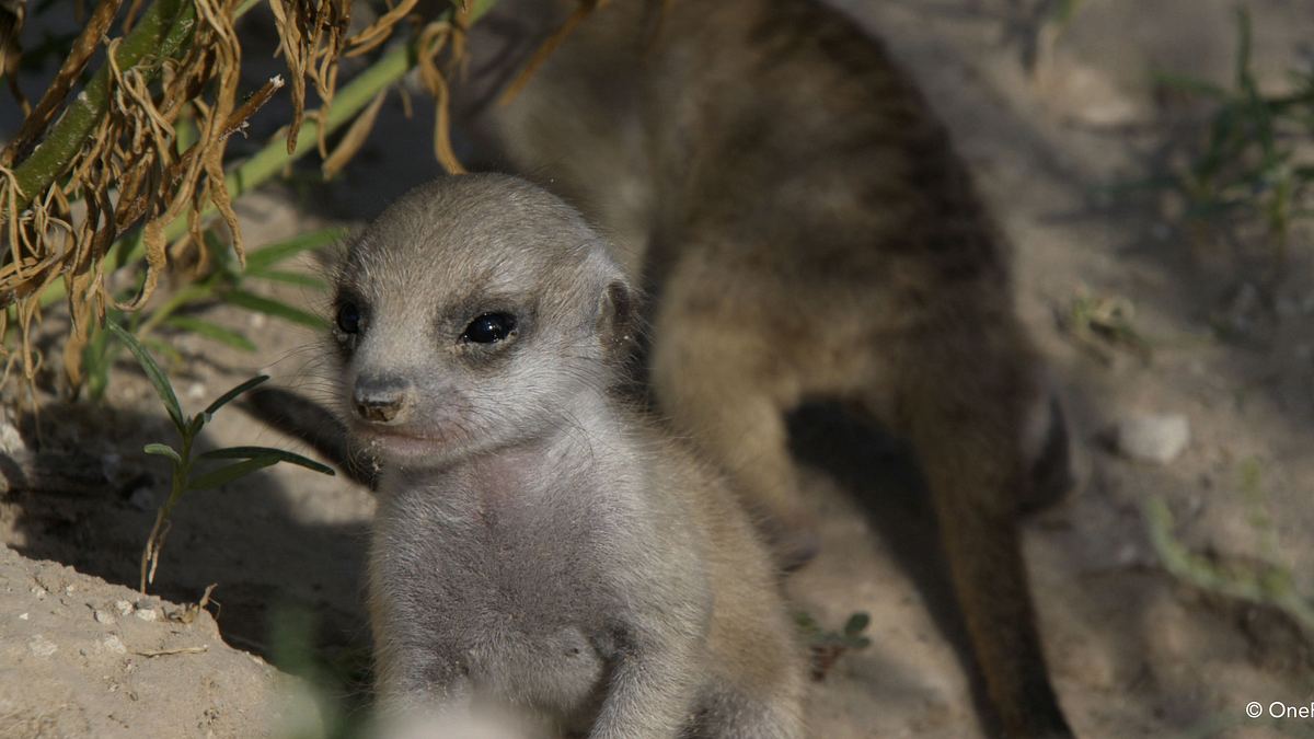 tierbabys in afrika