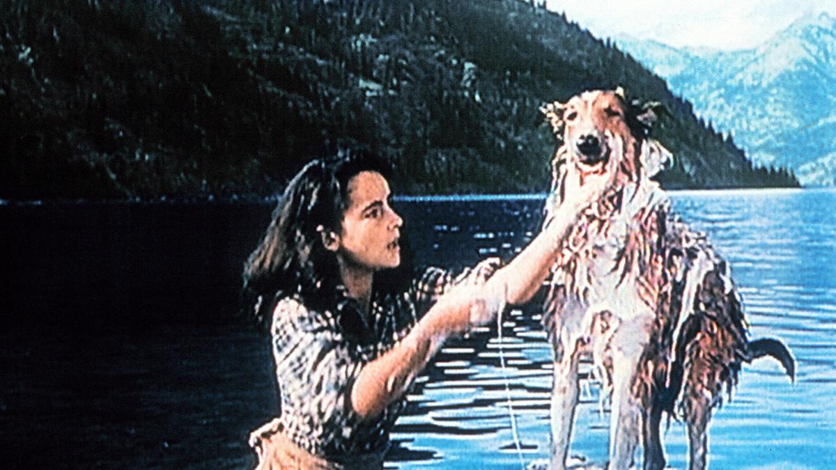 lassie - held auf vier pfoten