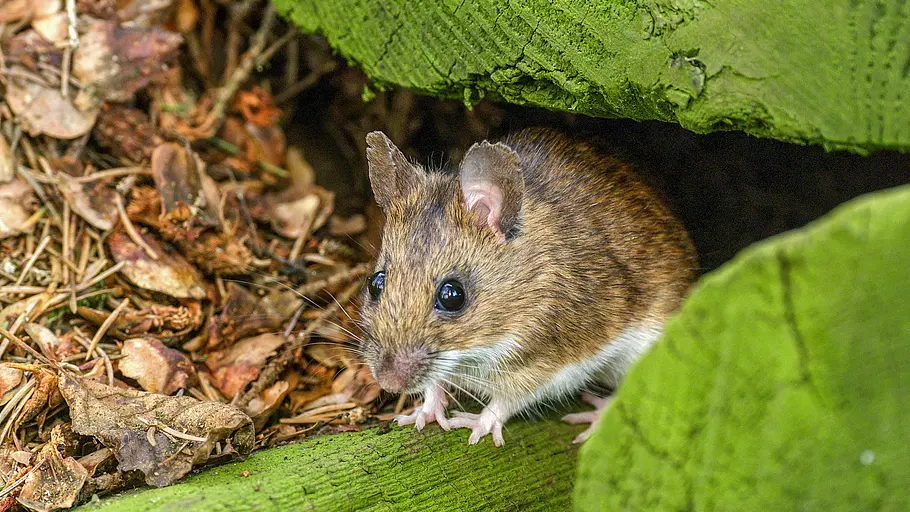 Das geheime Leben der Hirschkäfer das geheime leben der hirschkäfer