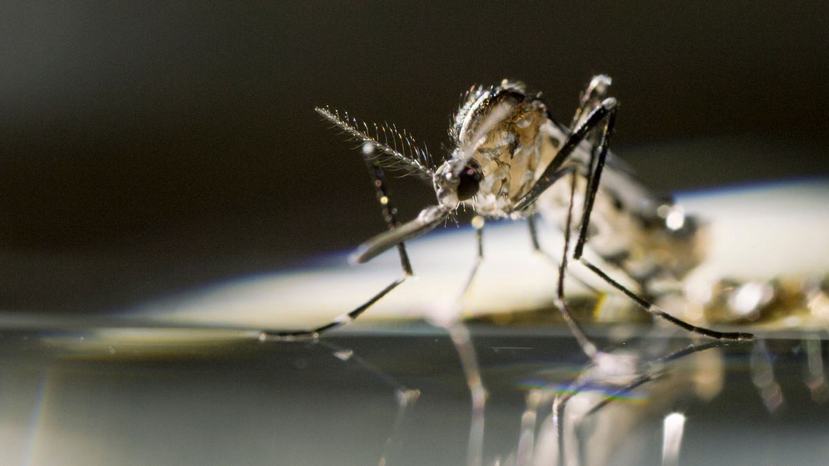 mosquito - tödliche gefahr