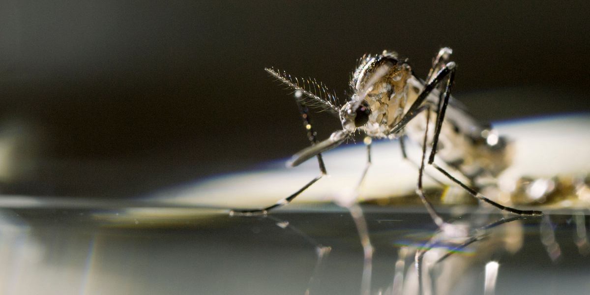 Mosquito - Tödliche Gefahr mosquito - tödliche gefahr