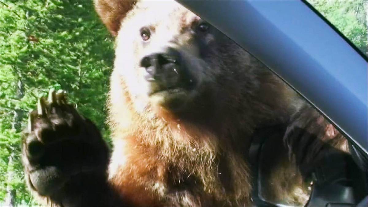 tiere außer rand und band