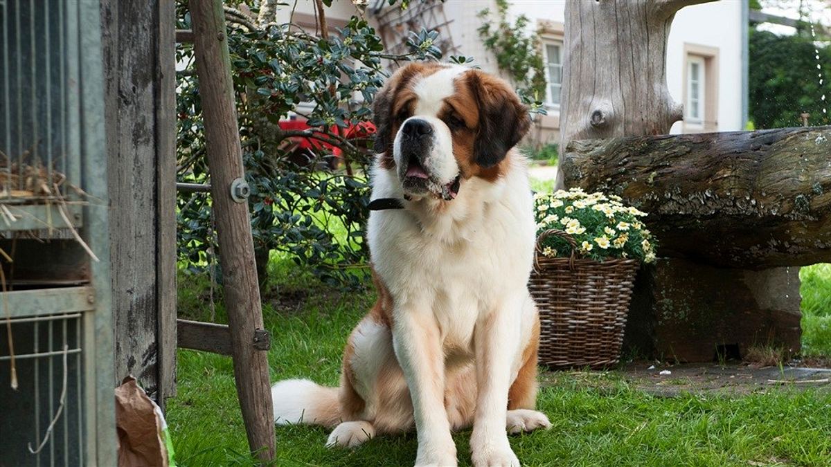 tiere bis unters dach