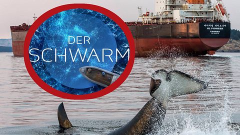 Wie realistisch ist Der Schwarm wirklich? - Foto: IMAGO / Nature Picture Library und ZDF (Montage: TVMovie.de)