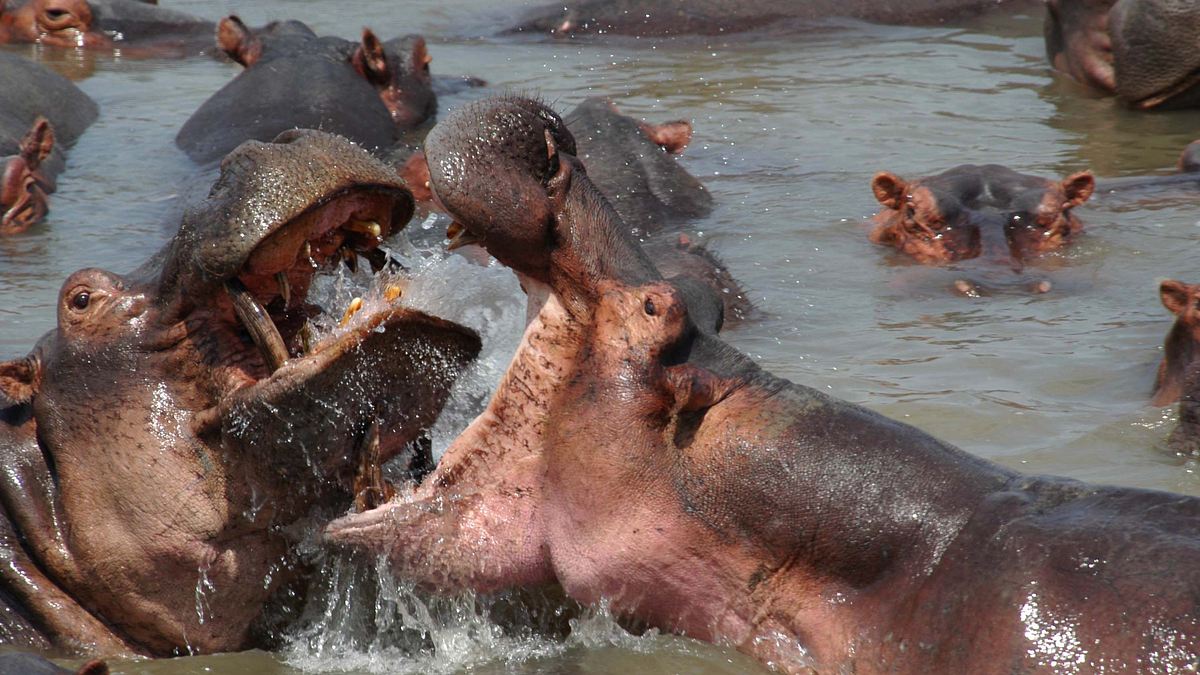 die riesen an afrikas flüssen