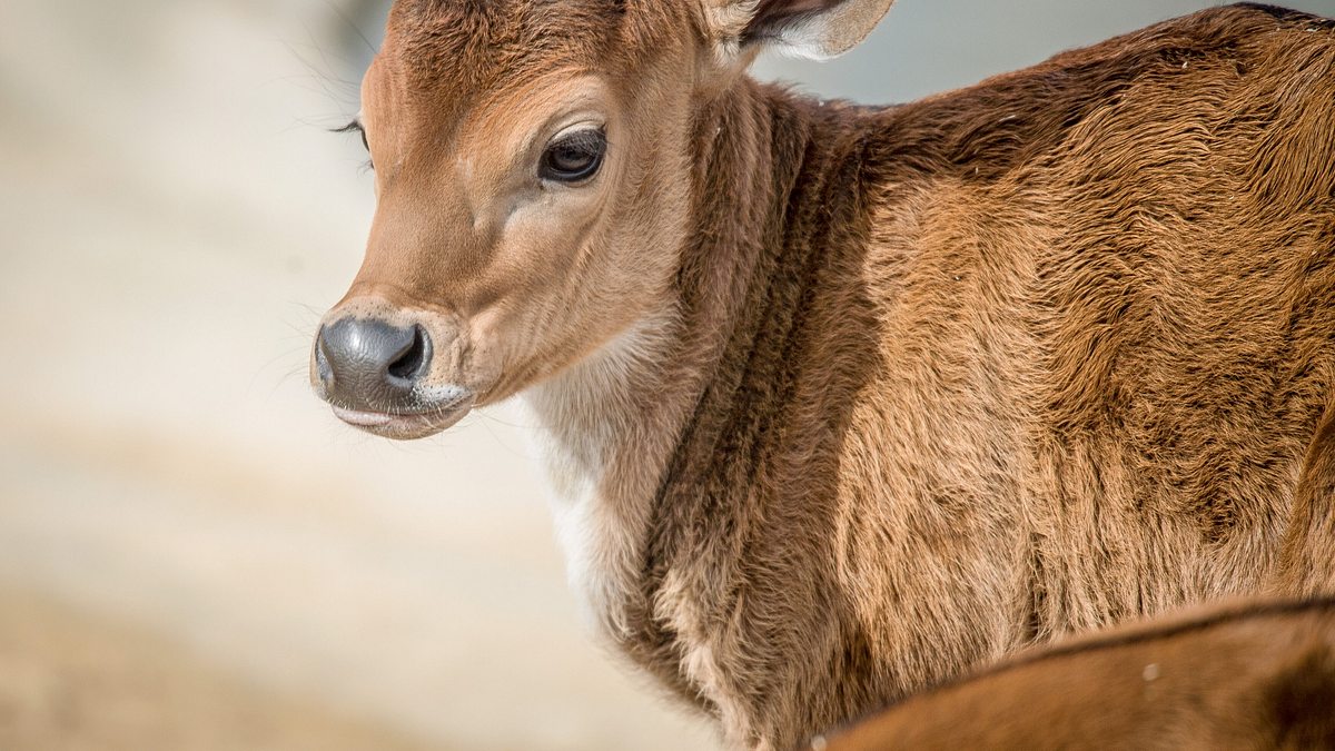 zoo und so - tierisch wild!