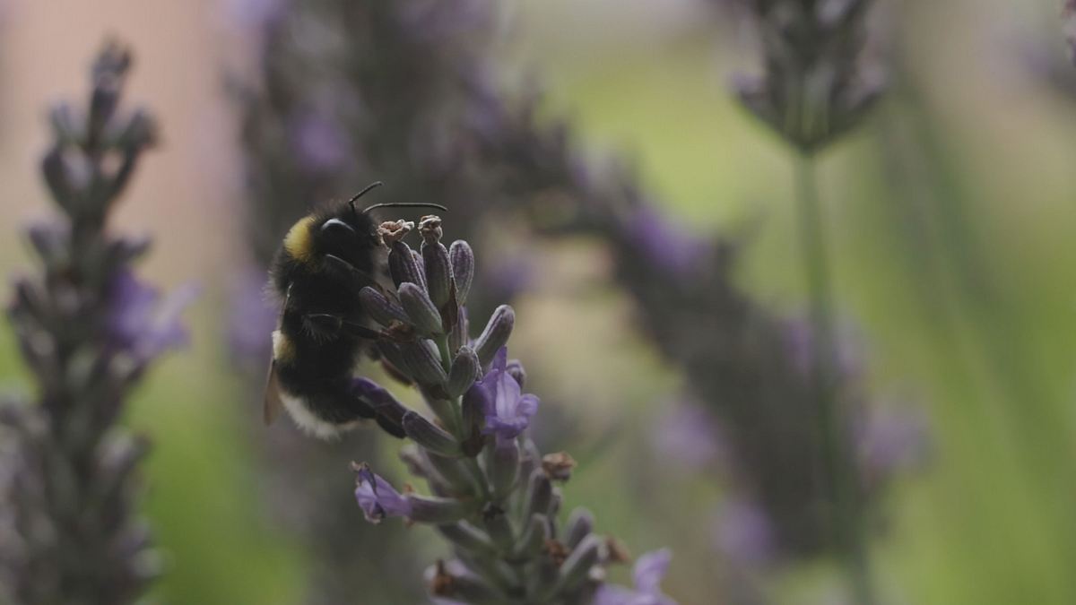 smarte insekten - wie winzige gehirne geniales leisten