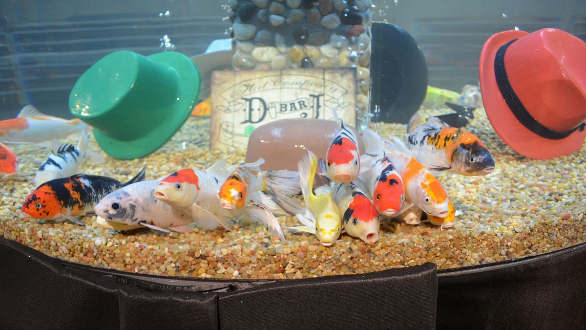 die aquarium-profis