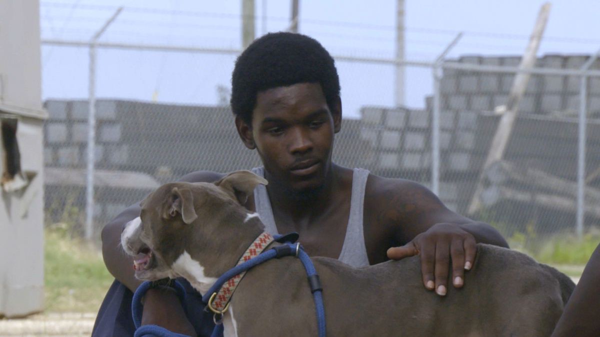 Pitbulls auf Bewährung pitbulls auf bewährung