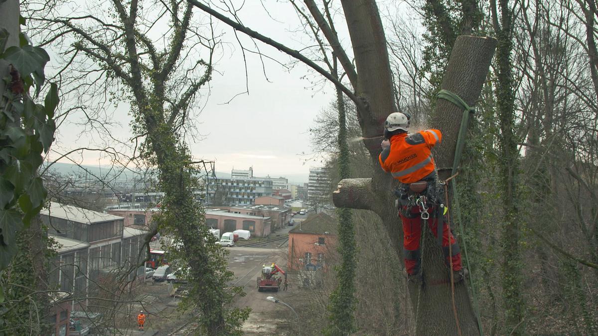 Einsatz am Limit - Knochenjob Holzfällen einsatz am limit - knochenjob holzfällen