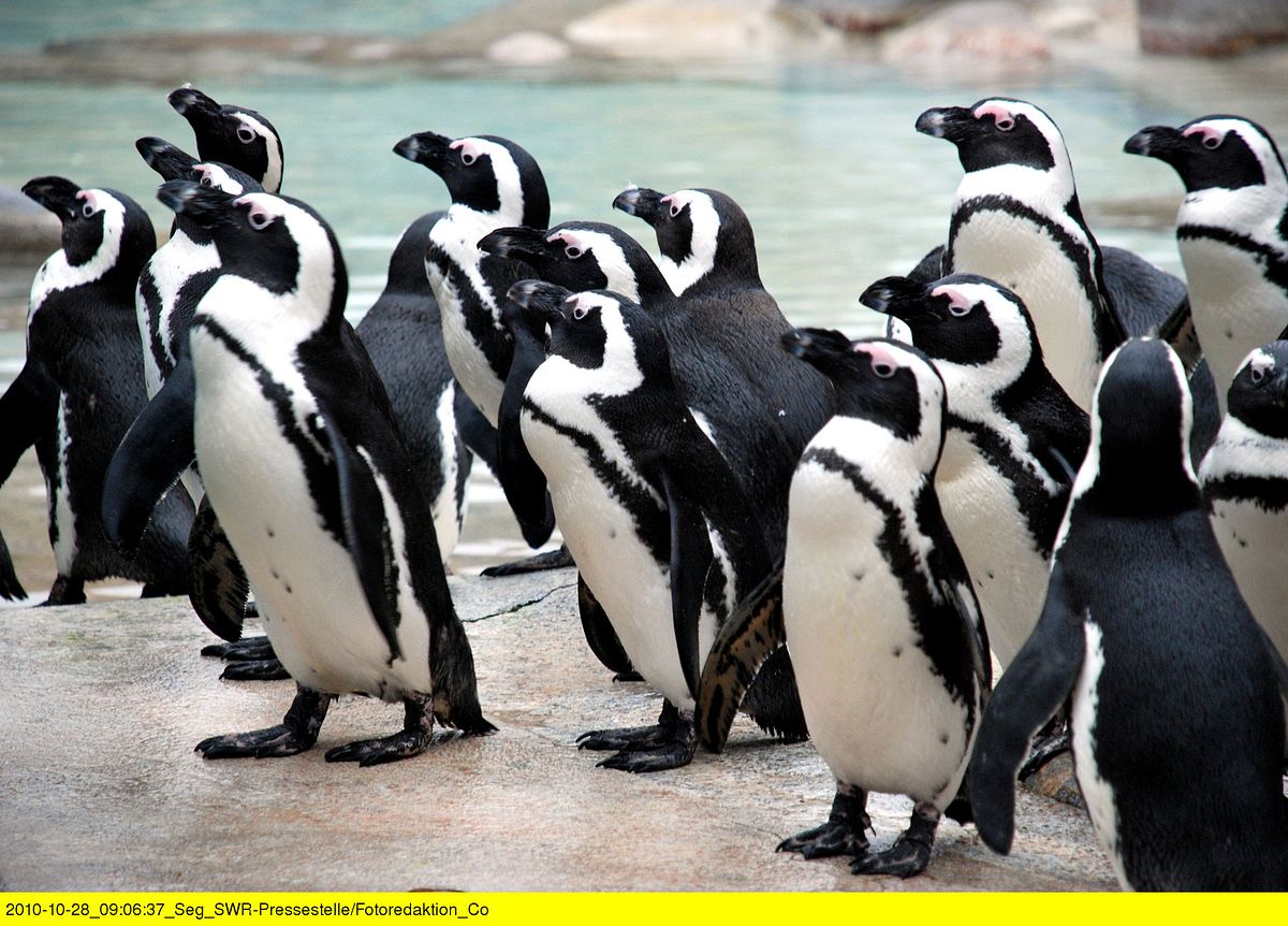 eisbär, affe & co.