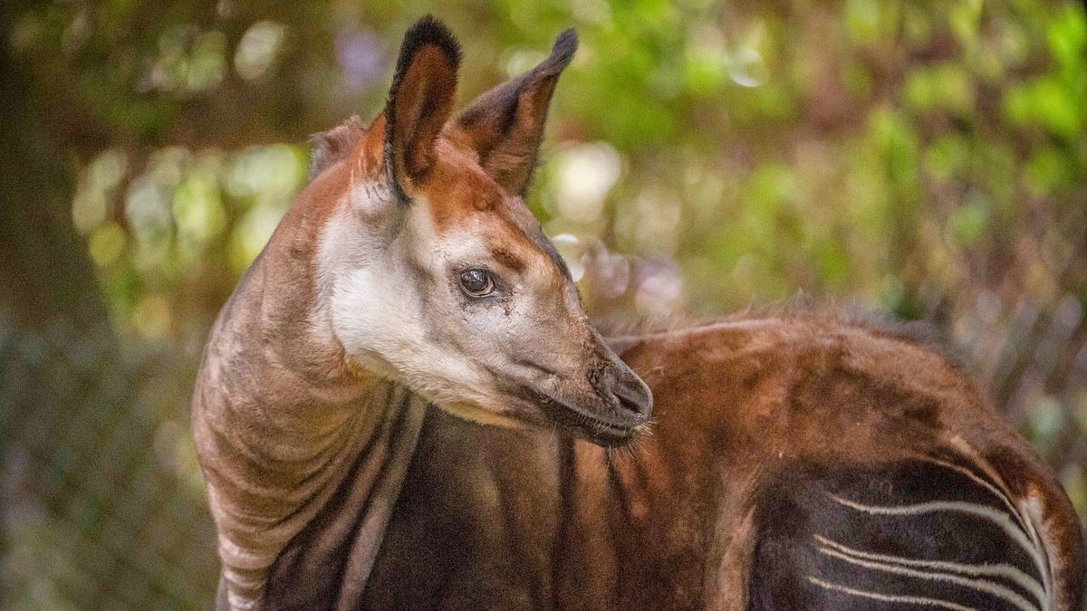 zoo und so - tierisch wild!