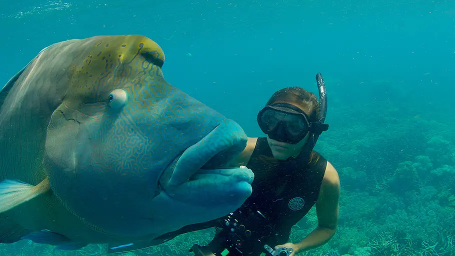 Australiens Wildnis australiens wildnis