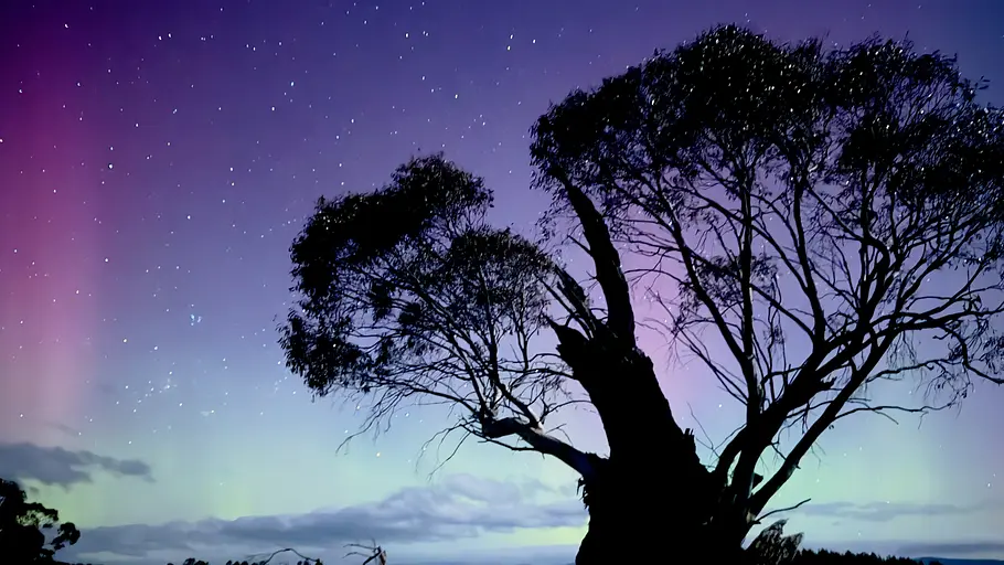 tasmaniens wundersame tierwelt