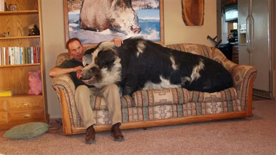 Tierisch clever tierisch clever