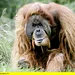 Elefant, Tiger & Co. Thumbnail