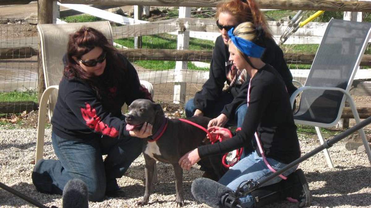 pitbulls auf bewährung