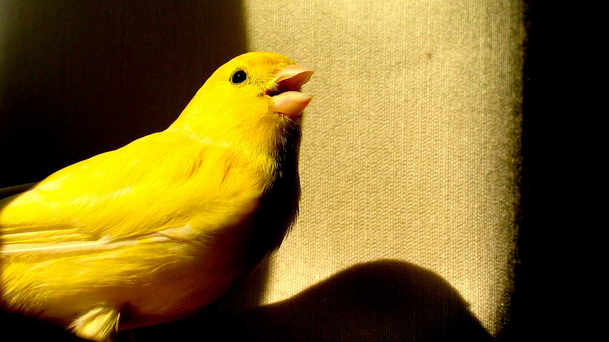 animal mysteries - unglaubliches tierverhalten