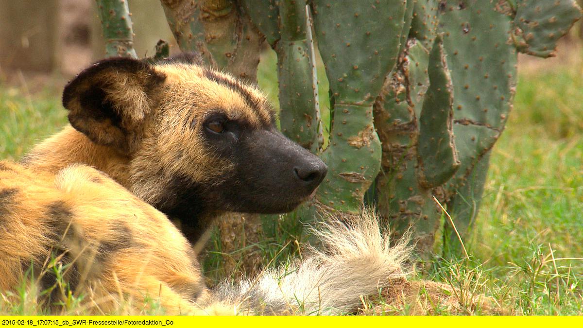 das waisenhaus für wilde tiere - abenteuer afrika