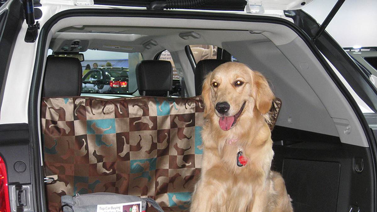 check-in für tiere
