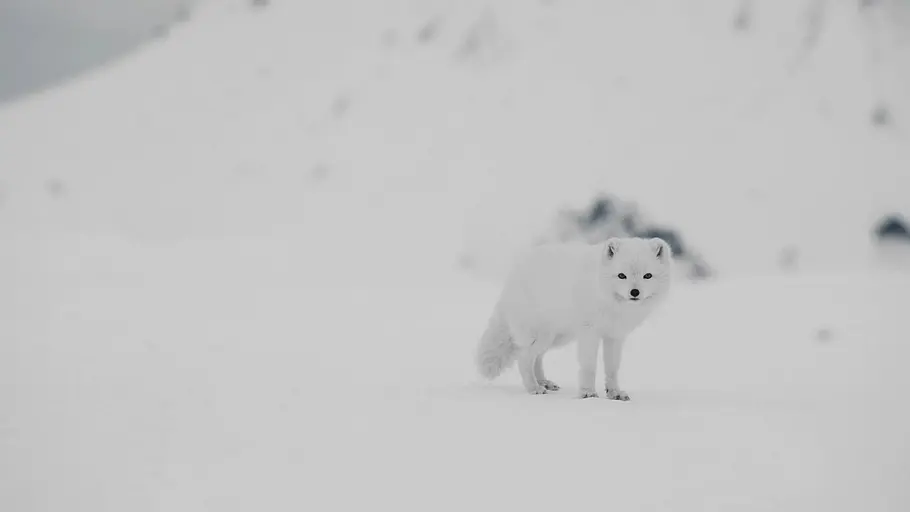 tierische superhelden