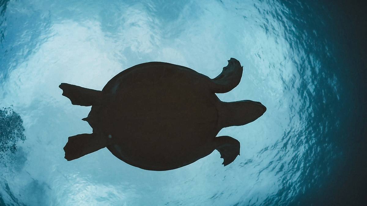 die schildkrötenretter der adria