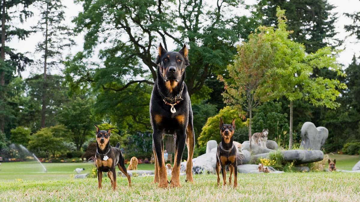 marmaduke