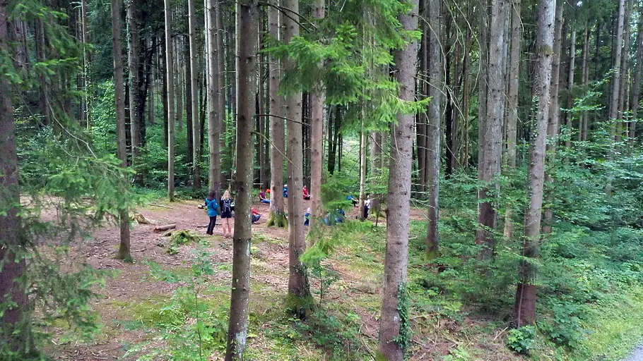 Wunderbare Waldwelt - Wie diese grünen Oasen zum Klimaschutz und zu unserer Gesundheit beitragen wunderbare waldwelt - wie diese grünen oasen zum klimaschutz und zu unserer gesundheit beitragen