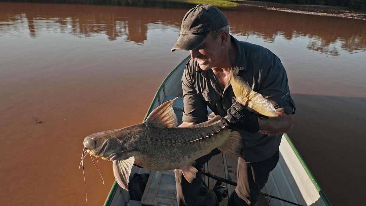 giganten unter wasser - riesenfischen auf der spur