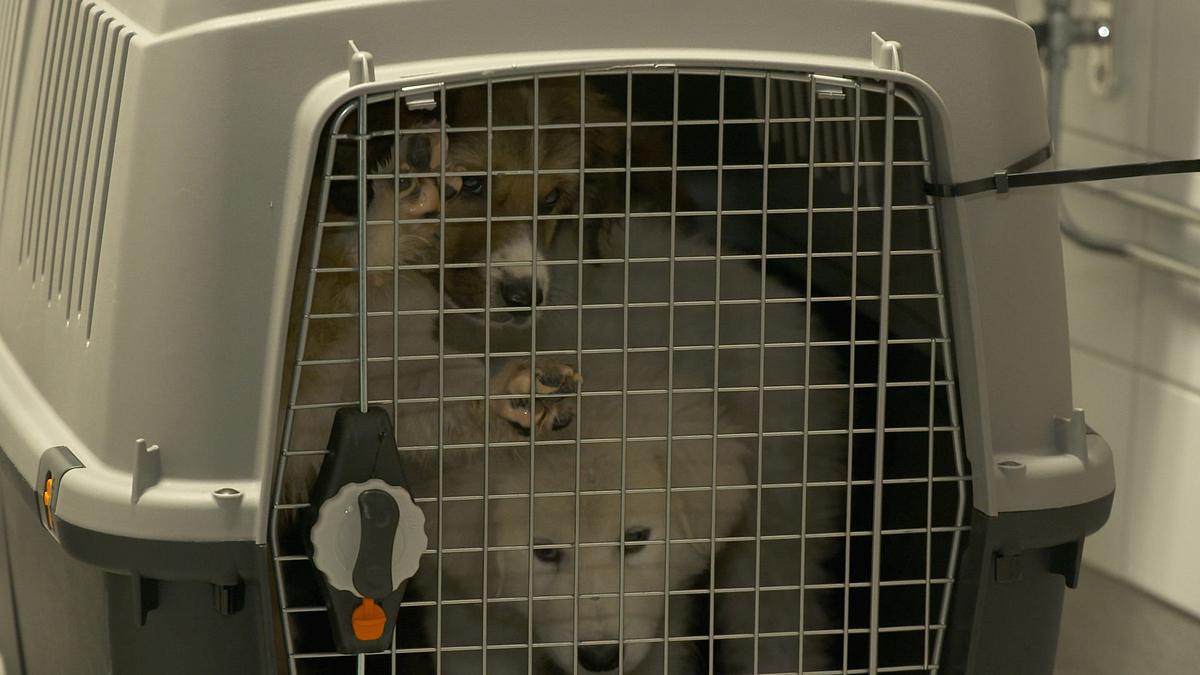 border control: schwedens grenzschützer