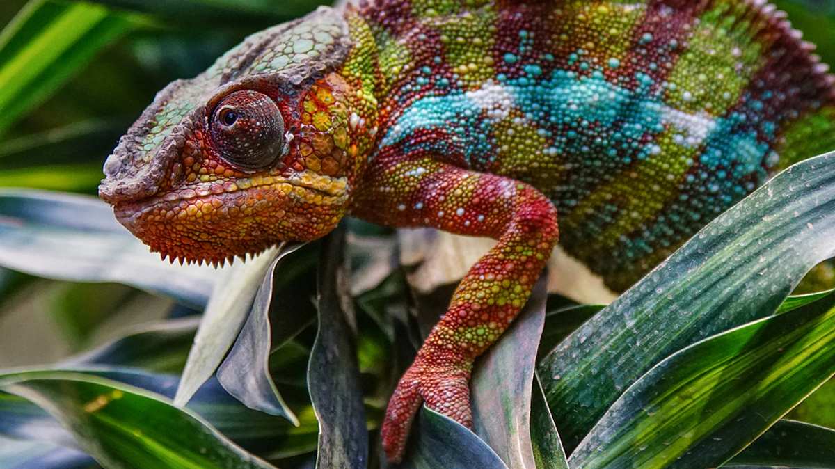 die superkräfte der tiere