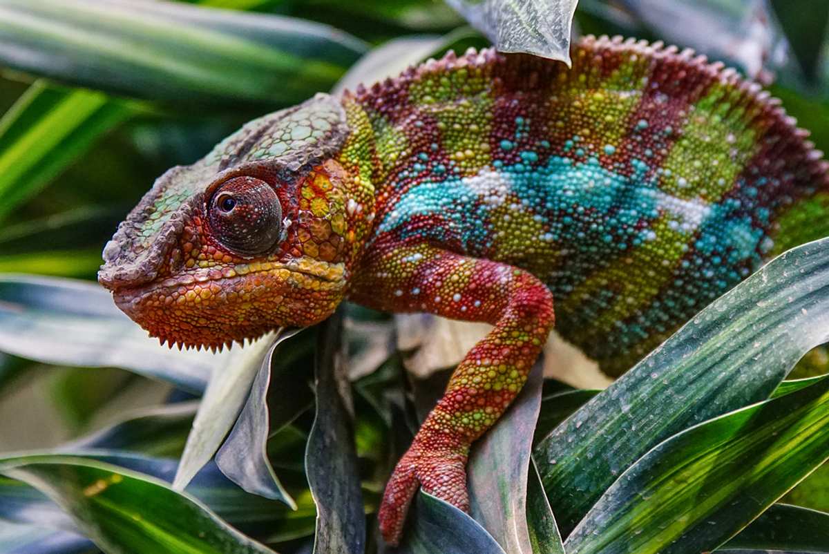Die Superkräfte der Tiere die superkräfte der tiere
